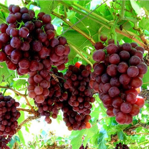 Jual Pupuk Tabulampot Anggur Serang, Grosir Pupuk Khusus Tanaman Anggur Lebak, Diskon Pupuk Organik Tanaman Anggur Rangkasbitung, Tempat Pupuk Alami Tanaman Anggur Pandeglang, Asli Pupuk Anggur Untuk Pembuahan, Beli Pupuk Untuk Anggur Ciruas, Promo Pupuk Untuk Anggur Brazil Tangerang, Murah Pupuk Untuk Anggur Yang Sedang Berbuah Tigaraksa, Agen Pupuk Untuk Anggur Merah Cilegon, Distributor Pupuk Anggur Vegetatif Tangerang Selatan