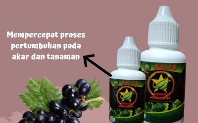 Promo, 0812-2882-4834, Agen Hormon Giberlin Perangsang Buah Anggur Bantul, Harga Pupuk Hormon Pembesar Buah Anggur Gunungkidul, Distributor Hormon Generatif Pembesar Buah Anggur Kulon Progo