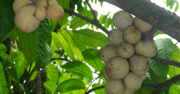  Murah Pupuk Npk Untuk Padi Makassar, Diskon Pupuk Npk Untuk Porang Kepulauan Selayar, Tempat Pupuk Npk Untuk Pertumbuhan Bulukumba, Jual Pupuk Npk Untuk Pisang Masamba, Agen Pupuk Npk Untuk Pepaya California Bantaeng, Distributor Pupuk Npk Untuk Pembungaan Bontosunggu, Harga Pupuk Npk Untuk Rambutan Takalar, Produsen Pupuk Npk Untuk Cabe Rawit Pattallassang, Grosir Pupuk Npk Untuk Sawi, Pabrik Pupuk Npk Untuk Seledri Gowa