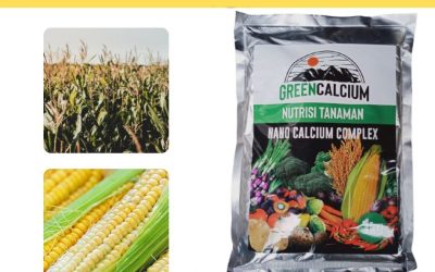 HARI INI, 0812-2882-4834, Pabrik Pupuk Daun Jagung Padang, Murah Pupuk Dasar Jagung Manis Painan, Diskon Pupuk Untuk Tanaman Jagung Hibrida Sijunjung