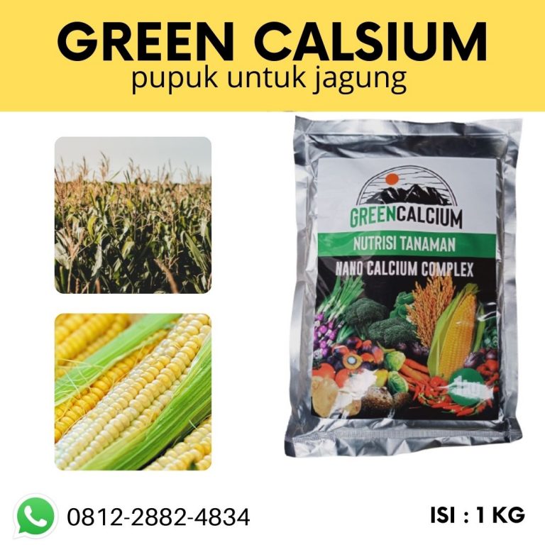 HARI INI, 0812-2882-4834, Pabrik Pupuk Daun Jagung  Padang, Murah Pupuk Dasar Jagung Manis Painan, Diskon Pupuk Untuk Tanaman Jagung Hibrida Sijunjung