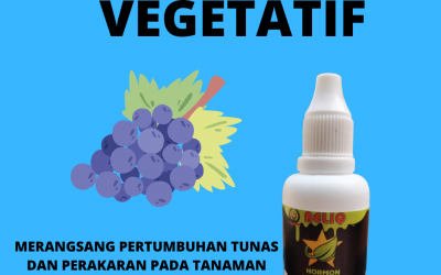 Penawaran, 0812-2882-4834, Tempat Hormon Buah Anggur Terbaik Badung, Jual Hormon Buah Anggur Tumbuh Mangupura, Agen Hormon Buah Anggur Bangli