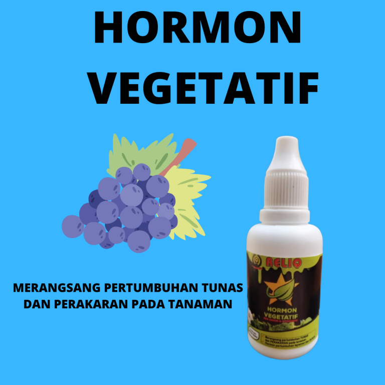 Penawaran, 0812-2882-4834, Tempat Hormon Buah Anggur Terbaik Badung, Jual Hormon Buah Anggur Tumbuh Mangupura, Agen Hormon Buah Anggur Bangli