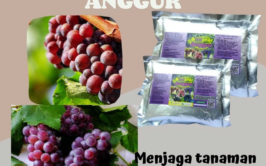 Terpercaya, 0812-2882-4834, Produsen Pupuk Anggur Masa Generatif Surabaya, Toko Pupuk Anggur Saat Berbuah Bangkalan, Pabrik Pupuk Anggur Yang Bagus Banyuwangi