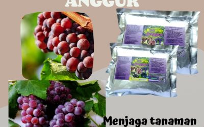 Terpercaya, 0812-2882-4834, Produsen Pupuk Anggur Masa Generatif Surabaya, Toko Pupuk Anggur Saat Berbuah Bangkalan, Pabrik Pupuk Anggur Yang Bagus Banyuwangi