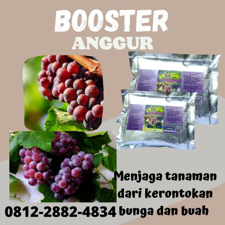 Terpercaya, 0812-2882-4834, Produsen Pupuk Anggur Masa Generatif Surabaya, Toko Pupuk Anggur Saat Berbuah Bangkalan, Pabrik Pupuk Anggur Yang Bagus Banyuwangi