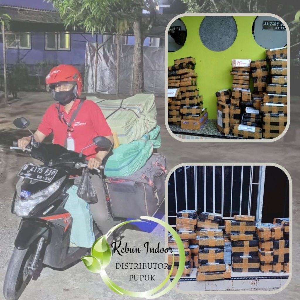 Toko Pupuk Cabe Masa Pembuahan Lampung Selatan, Agen Pupuk Cabe Masa Pertumbuhan Kalianda, Distributor Pupuk Cabe Masa Pembungaan Lampung Tengah