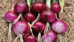 Promo, 0812-2882-4834, Agen Pupuk Bawang Perai Surabaya, Distributor Pupuk Bawang Pre Bangkalan, Harga Pupuk Pertama Bawang Merah Banyuwangi