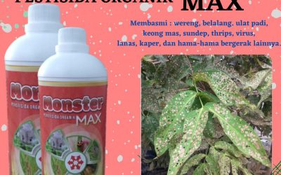 Promo, 0812-2882-4834, Beli Obat Pembasmi Hama Buah Jambu Air Palangkaraya, Promo Obat Hama Lalat Buah Jambu Kotawaringin Barat, Jual Obat Hama Daun Jambu Pangkalan Bun