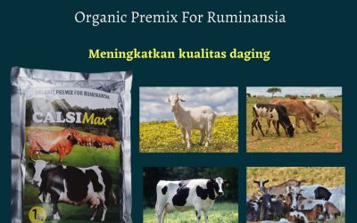 MURAH, 0812-2882-4834, Pusat Pakan Sapi Potong  Medan, Asli Pakan Sapi Simental Tapanuli Tengah, Supplier Pakan Sapi Australia Pandan