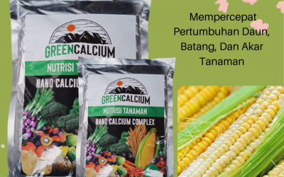 TERBARU, 0812-2882-4834, Distributor Pupuk Jagung Biar Buah Besar Lampung Selatan, Harga Pupuk Untuk Memperbesar Buah Jagung Kalianda, Produsen Pupuk Buah Untuk Jagung Lampung Tengah
