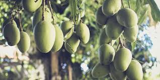 Agen Booster Mangga Pekan Baru, Murah Booster Buah Mangga Kampar, Beli Pupuk Pelebat Buah Mangga Bangkinang, Sedia Pupuk Mangga Agar Cepat Berbuah Rengat, Jual Pupuk Mangga Agar Berbuah Lebat Kasmari