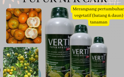 Terbaik, 0812-2882-4834, Jual Pupuk Agar Buah Jeruk Manis  Medan, Diskon Pupuk Agar Buah Jeruk Besar Tapanuli Tengah, Distributor Pupuk Buah Untuk Jeruk Nipis Pandan