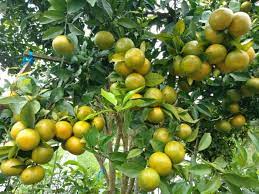 Terbaik, 0812-2882-4834, Jual Pupuk Agar Buah Jeruk Manis  Medan, Diskon Pupuk Agar Buah Jeruk Besar Tapanuli Tengah, Distributor Pupuk Buah Untuk Jeruk Nipis PandanTerbaik, 0812-2882-4834, Jual Pupuk Agar Buah Jeruk Manis  Medan, Diskon Pupuk Agar Buah Jeruk Besar Tapanuli Tengah, Distributor Pupuk Buah Untuk Jeruk Nipis Pandan