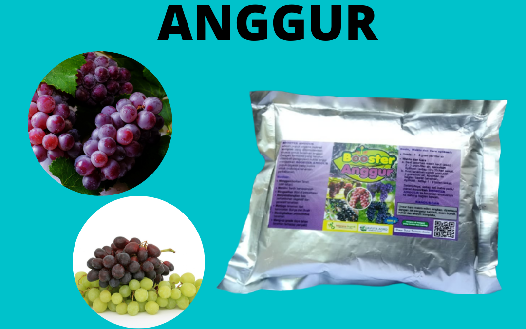 Terbaru, 0812-2882-4834, Toko Pupuk Anggur  Brazil Bantul, Pabrik Pupuk Anggur Biar Manis Gunungkidul, Jual Pupuk Anggur Biar Subur Kulon Progo