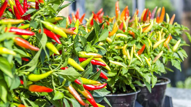 Termurah, 0812-2882-4834, Distributor Pupuk Dasar Cabe Merah Keriting Banda Aceh, Produsen Pupuk Cabe Fase Generatif Aceh Barat, Diskon Pupuk Cabe Fase Vegetatif Meulaboh