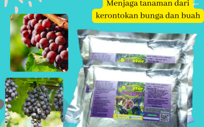 Termurah, 0812-2882-4834, Sedia Pupuk Anggur Booster Semarang, Jual Pupuk Khusus Anggur Brebes, Diskon Pupuk Organik Untuk Anggur Cilacap