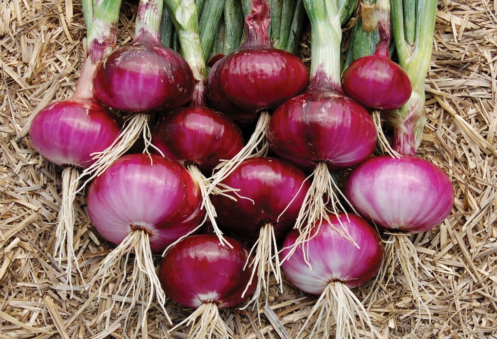 Terpercaya, 0812-2882-4834, Agen Pupuk Untuk Umbi Bawang Merah  Padang, Murah Pupuk Cair Bawang Merah Painan, Beli Pupuk Cair Untuk Bawang Daun Sijunjung