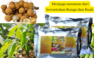 Tersedia, 0812-2882-4834, Distributor Pupuk Tanaman Buah Kelengkeng Surabaya, Agen Pupuk Perangsang Bunga Dan Buah Kelengkeng Bangkalan, Murah Pupuk Organik Buah Kelengkeng Banyuwangi