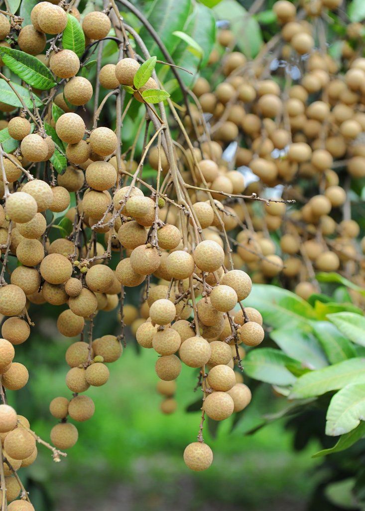 Tersedia, 0812-2882-4834, Distributor Pupuk Tanaman Buah Kelengkeng Surabaya, Agen Pupuk Perangsang Bunga Dan Buah Kelengkeng Bangkalan, Murah Pupuk Organik Buah Kelengkeng Banyuwangi