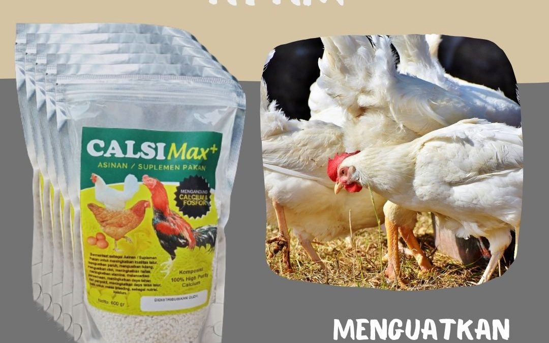 PROMO, 0812-2882-4834, Toko Calsi MAX Suplemen Tinggi Kalsium Untuk ayam bangkok Tilamuta, Pusat CalsiMAX Suplemen Pakan ayam cepat besar Bone Bolango, Asli CalsiMAX+ Suplemen Pakan ayam cepat bertelur Suwawa