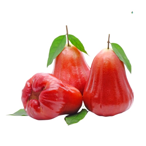 Toko Pestisida Organik Untuk Kutu Putih Semarang, Asli Pembasmi Hama Tanaman Brebes, Beli Pembasmi Hama Tanaman Alami Cilacap, Promo Pembasmi Hama Kutu Putih Demak, Jual Pembasmi Hama Lembing Jepara, Jual Pembasmi Hama Alami Grobogan, Agen Pembasmi Hama Belalang Kebumen, Distributor Pembasmi Hama Kutu Sisik Kendal, Harga Pembasmi Hama Kutu Daun Kudus, Produsen Pembasmi Hama Kutu Kebul Magelang