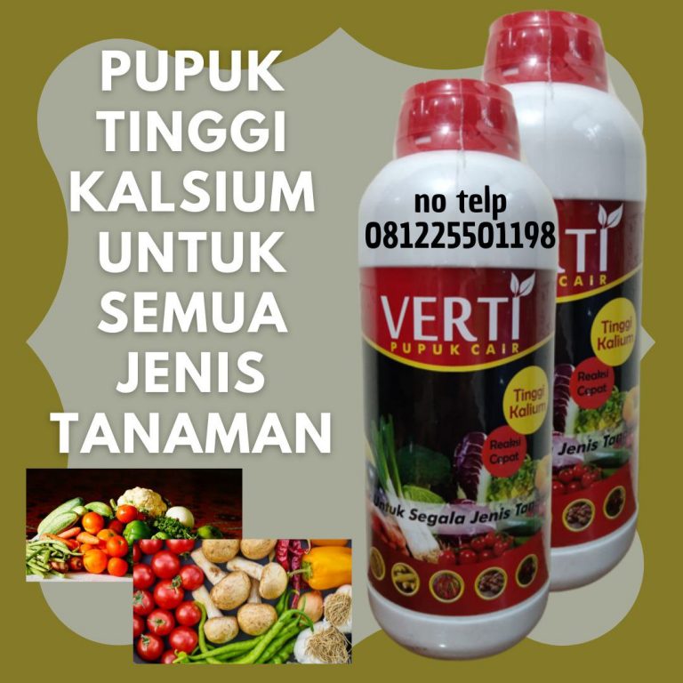 Amanah, 0812-2882-4834, Toko Pupuk Cabe Masa Pembuahan Lampung Selatan, Agen Pupuk Cabe Masa Pertumbuhan Kalianda, Distributor Pupuk Cabe Masa Pembungaan Lampung Tengah