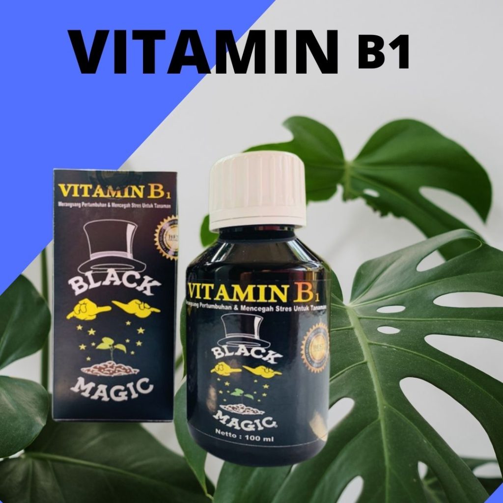 Diskon Vitamin B1 Untuk Tanaman Hias, Tempat Vitamin B1 Untuk Kaktus, Jual Vitamin B1 Untuk Monstera, Agen Vitamin B1 Untuk Mawar, Distributor Vitamin B1 Untuk Stek Tanaman, Harga Vitamin B1 Untuk Sukulen, Produsen Vitamin B1 Untuk Stek, Grosir Vitamin B1 Untuk Tanaman Anggrek, Pabrik Pupuk Vitamin B1 Untuk Tanaman, Murah Pupuk Dan Vitamin Untuk Anggrek