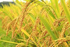 Jual Pupuk Padi Biar Banyak AnakBanda Aceh, Agen Pupuk Padi Berapa Kali Aceh Barat, Distributor Pupuk Padi Biar Panen Melimpah Meulaboh, Harga Pupuk Untuk Padi Bunting Aceh Barat Daya, Produsen Pupuk Untuk Padi Umur 50 Hari Aceh Besar, Grosir Pupuk Untuk Padi Kerdil Aceh Jaya, Pabrik Pupuk Untuk Padi Sawah Calang, Murah Pupuk Untuk Padi Kurang Air Tapak Tuan, Diskon Pupuk Untuk Padi Supaya Banyak Anaknya, Tempat Pupuk Untuk Padi Mapan Aceh Singkil