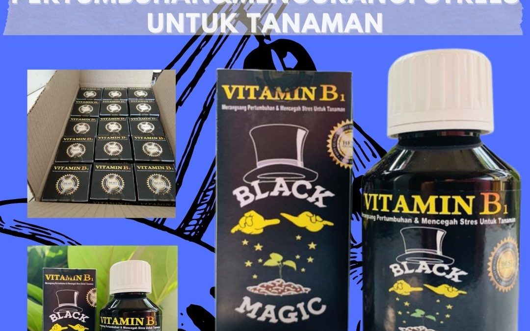 Promo, 0812-2882-4834, Agen Pupuk Untuk Tanaman Hias Monstera Kupang, Distributor Pupuk Tanaman Hias Yang Murah Oelamasi, Harga Obat Dan Pupuk Tanaman Hias Mataram