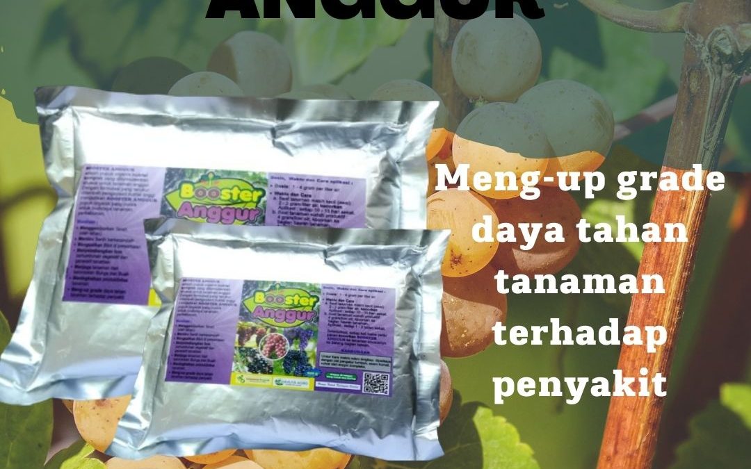 Diskon Pupuk Booster Anggur Gedong Tataan, Distributor Booster Buah Anggur Pringsewu, Agen Pupuk Buah Anggur Supaya Manis Mesuji, Murah Pupuk Buah Anggur Brazil Wiralaga Mulya, Beli Pupuk Pembesar Buah Anggur, Sedia Pupuk Alami Buah Anggur Tulang Bawang Barat, Jual Pupuk Pelebat Buah Anggur Tulang Bawang Tengah