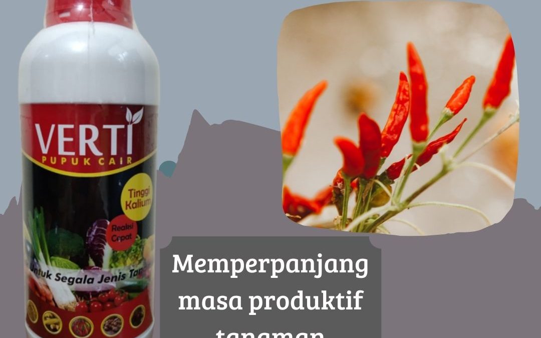 Diskon Pupuk Cabe Rawit Musim Hujan Muaro Sijunjung, Jual Pupuk Cabe Rawit Umur 2 Bulan Tanah Datar, Harga Pupuk Cabe Setelah Panen Padang Pariaman, Pabrik Pupuk Cabe Agar Berbuah Lebat Parit Malintang, Grosir Pupuk Cabe Awal Tanam Agam, Murah Pupuk Cabe Agar Cepat Tinggi Lubuk Basung, Toko Pupuk Cabe Agar Tidak Rontok Lima Puluh Kota, Agen Pupuk Cabe Agar Berbuah Banyak Lima Puluh Kota, Distributor Pupuk Cabe Agar Buah Lebat Pasaman, Produsen Pupuk Cabe Agar Tidak Keriting Lubuk Sikaping