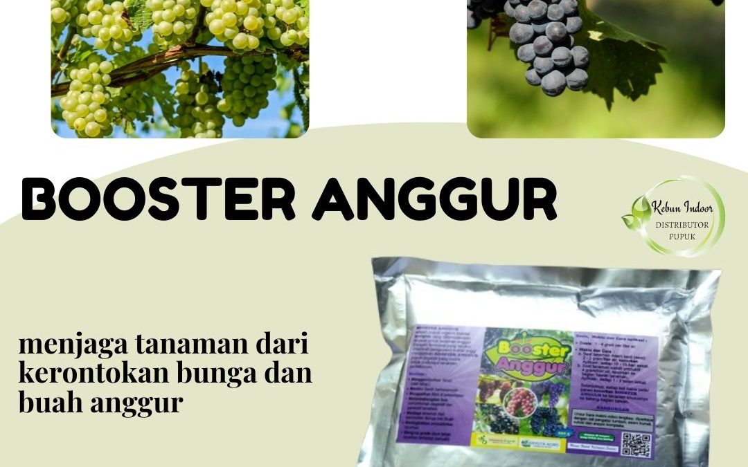 Jual Pupuk Tabulampot Anggur Serang, Grosir Pupuk Khusus Tanaman Anggur Lebak, Diskon Pupuk Organik Tanaman Anggur Rangkasbitung, Tempat Pupuk Alami Tanaman Anggur Pandeglang, Asli Pupuk Anggur Untuk Pembuahan, Beli Pupuk Untuk Anggur Ciruas, Promo Pupuk Untuk Anggur Brazil Tangerang, Murah Pupuk Untuk Anggur Yang Sedang Berbuah Tigaraksa, Agen Pupuk Untuk Anggur Merah Cilegon, Distributor Pupuk Anggur Vegetatif Tangerang Selatan