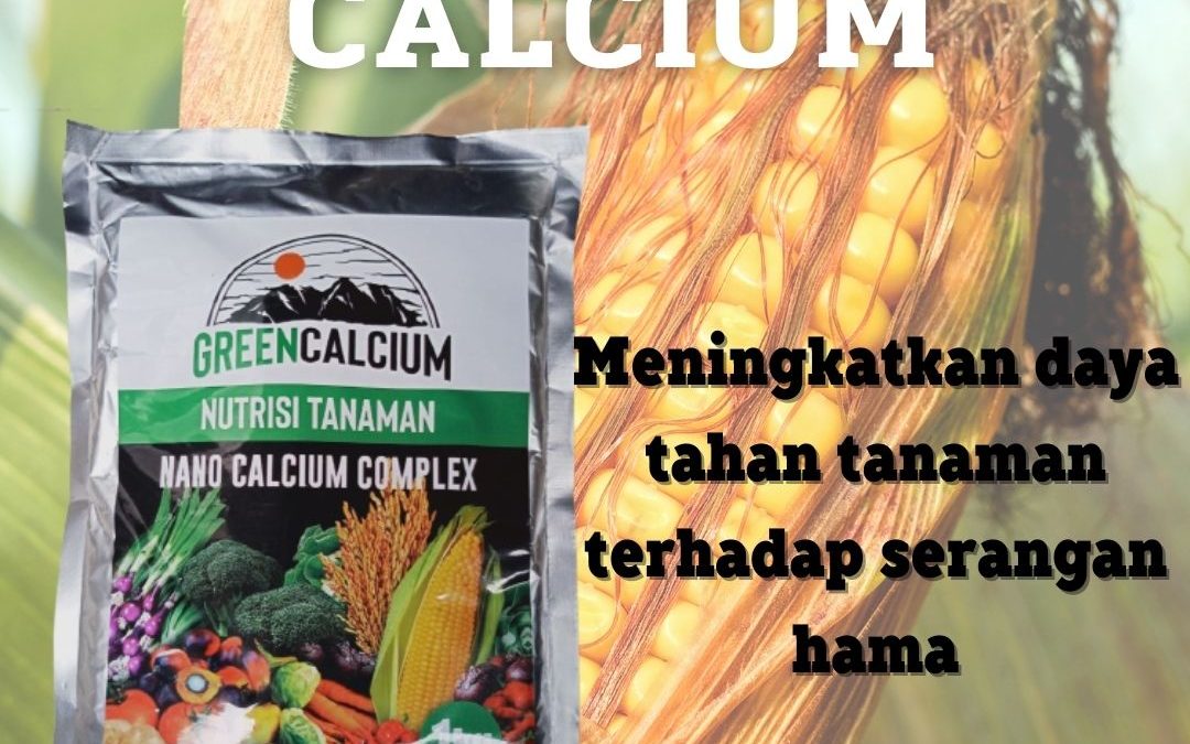 Produsen Pupuk Jagung Biar Buahnya Besar Lampung Selatan, Grosir Pupuk Jagung Hibrida Kalianda, Pabrik Pupuk Jagung Ke 2 Lampung Tengah, Murah Pupuk Jagung Terbaik Gunung Sugih, Diskon Pupuk Jagung Agar Buahnya Besar Kotabumi