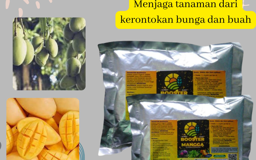 Terbaik, 0812-2882-4834, Diskon Pupuk Untuk Mangga Cepat Berbuah Padang, Distributor Pupuk Untuk Mangga Baru Tanam Painan, Agen Pupuk Untuk Mangga Dalam Pot Sijunjung