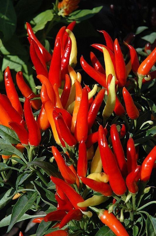  Produsen Pupuk Untuk Cabe Di Musim Hujan, Gosir Pupuk Untuk Cabe Berbuah Lebat, Pabrik Pupuk Untuk Cabe Kerdil, Murah Pupuk Cabe Agar Tidak Rontok, Diskon Pupuk Untuk Cabe Berbunga, Tempat Pupuk Untuk Cabe Keriting, Jual Pupuk Cabe Fase Generatif, Agen Pupuk Cabe Fase Vegetatif, Distributor Pupuk Untuk Cabe Hijau, Harga Pupuk Untuk Cabe Hidroponik