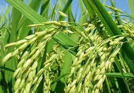 Asli Pupuk Padi Paling Bagus Kupang, Beli Pupuk Padi Agar Tidak Roboh Oelamasi, Promo Pupuk Padi Tahan Rebah Timor Tengah Selatan, Jual Pupuk Padi Sawah Timor Tengah Utara, Agen Pupuk Padi Saat Bunting Kefamenanu, Distributor Pupuk Padi Setelah Tanam Atambua, Jual Pupuk Padi Saat Berbunga Alor, Agen Pupuk Padi Sawah Yang Bagus Kalabahi, Distributor Pupuk Tanaman Padi Sawah Larantuka, Harga Pupuk Tanaman Padi Yang Bagus Sikka