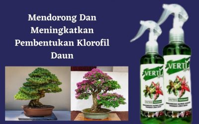 Promo, 0812-2882-4834, Agen Pupuk Bonsai Serut Semarang, Harga Pupuk Bonsai Beringin Brebes, Produsen Pupuk Akar Bonsai Cilacap