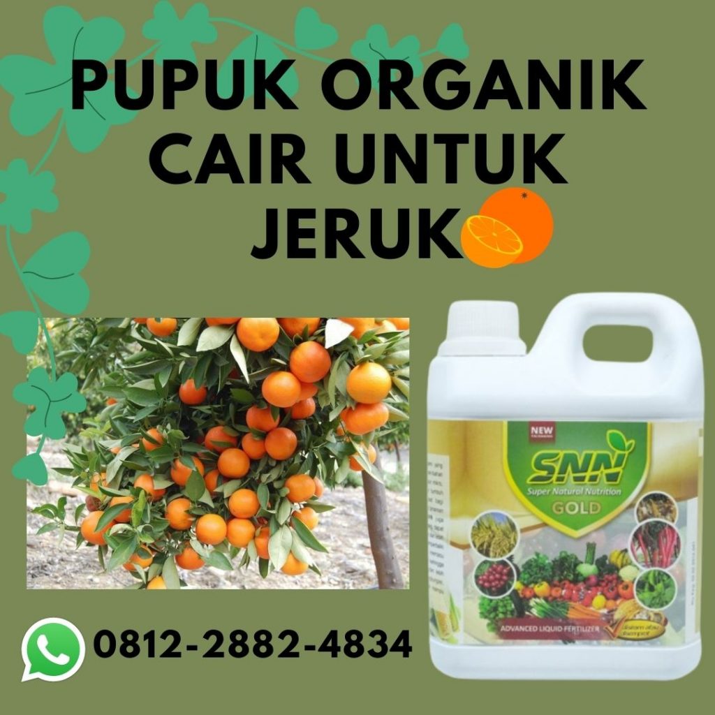 Terbaru, 0812-2882-4834, Pabrik Pupuk Pemanis Buah Jeruk Gunungsitoli, Murah Pupuk Pembesar Buah Jeruk Langkat, Diskon Pupuk Pelebat Buah Jeruk Stabat