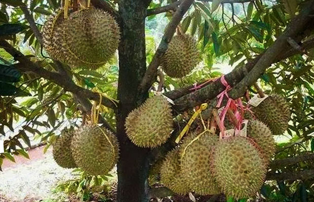 TERPERCAYA, 0812-2882-4384, Produsen Pupuk Durian Diluar Musim Bangkinang, Grosir Pupuk Durian Agar Tidak Rontok Rengat, Pabrik Pupuk Buah Durian Agar Cepat Berbuah Kasmari