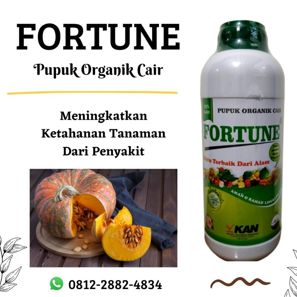 BIG SALE, 0812-2882-4834, Pusat Pupuk Labu Kuning  Padang, Toko Pupuk Buah Labu Agar Tidak Rontok Painan, Produsen Pupuk Labu Madu Sijunjung