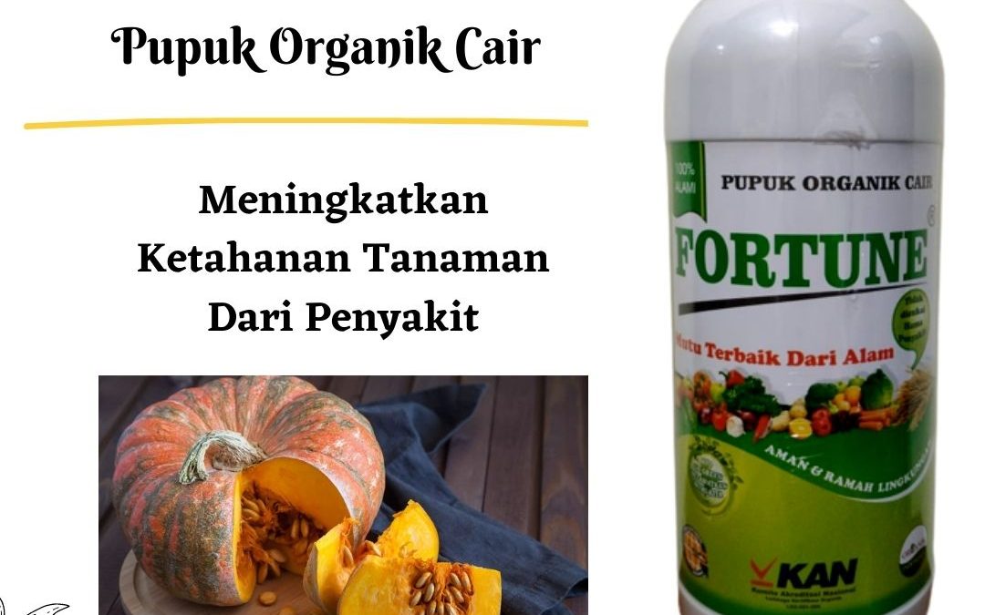 BIG SALE, 0812-2882-4834, Pusat Pupuk Labu Kuning  Padang, Toko Pupuk Buah Labu Agar Tidak Rontok Painan, Produsen Pupuk Labu Madu Sijunjung