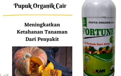 BIG SALE, 0812-2882-4834, Pusat Pupuk Labu Kuning  Padang, Toko Pupuk Buah Labu Agar Tidak Rontok Painan, Produsen Pupuk Labu Madu Sijunjung