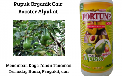 Murah, 0812-2882-4834, Distributor Pupuk Alpukat Aligator Banyuwangi, Harga Pupuk Alpukat Agar Tidak Rontok Banyuwangi, Produsen Pupuk Booster Alpukat Kanigoro