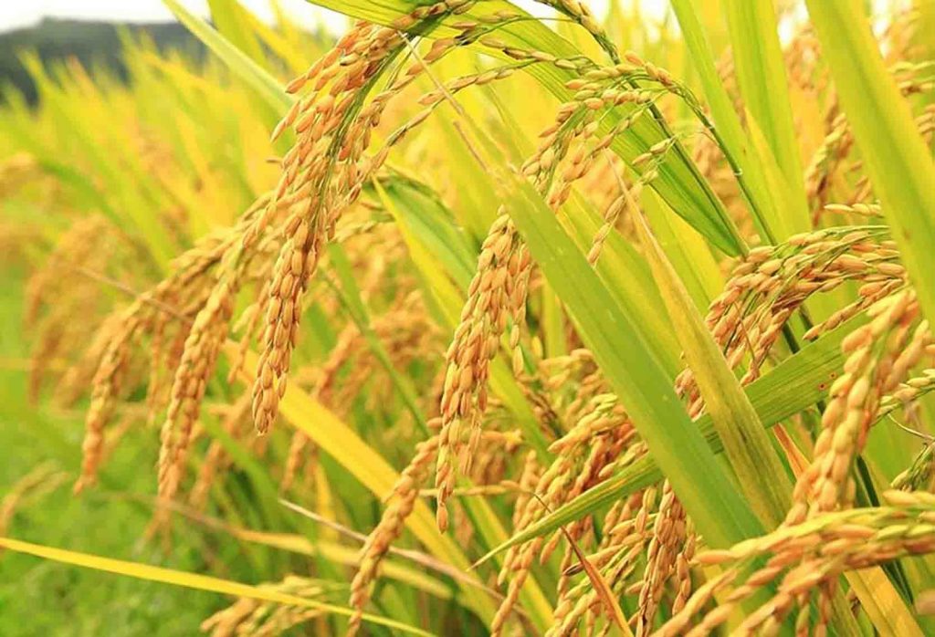 Online, 0812-2882-4834, Beli Pupuk Padi Patah Leher Oelamasi, Asli Pupuk Padi Umur 45 Hari Timor Tengah Selatan, Toko Pupuk Padi Cepat Panen Timor Tengah Utara