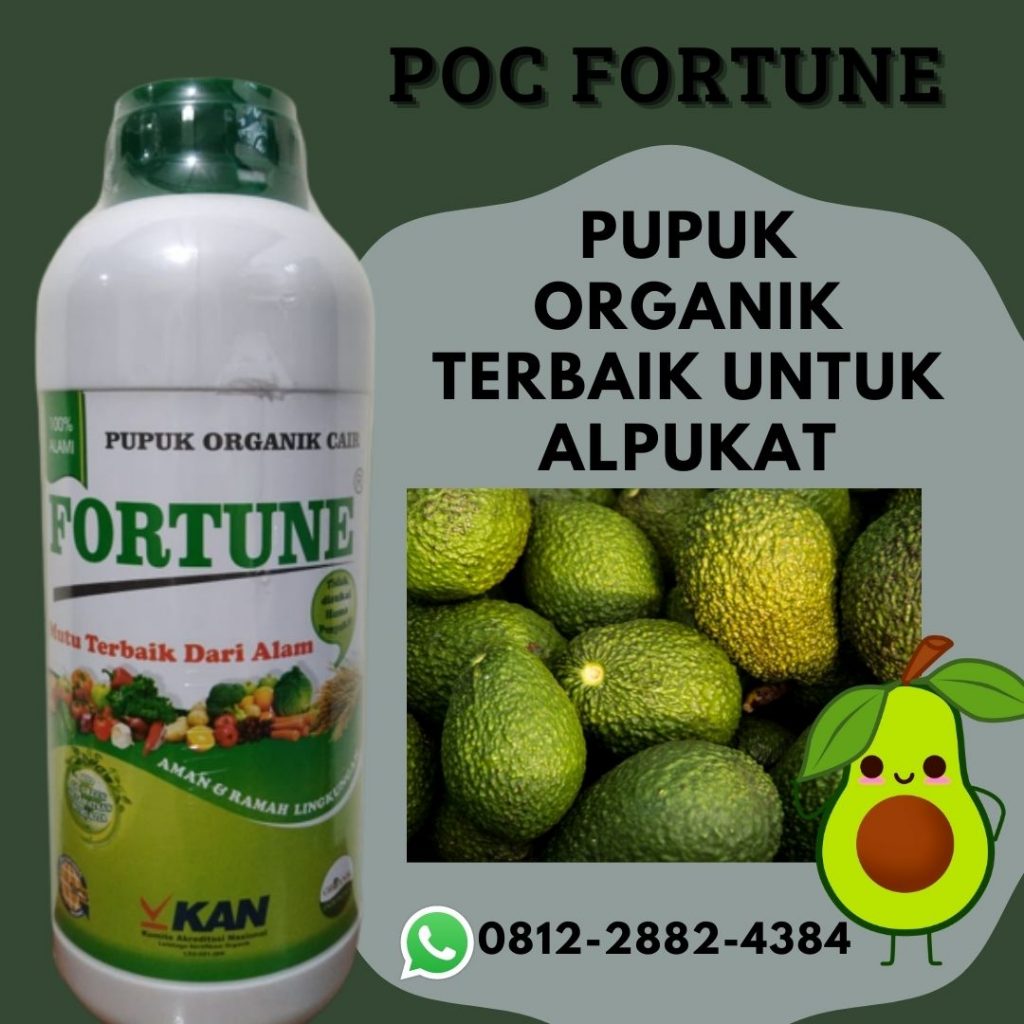 Promo, 0812-2882-4384, Agen Pupuk Alpukat Masa Vegetatif Brebes, Distributor Pupuk Alpukat Cepat Besar Cilacap, Harga Pupuk Alpukat Agar Tidak Rontok Semarang