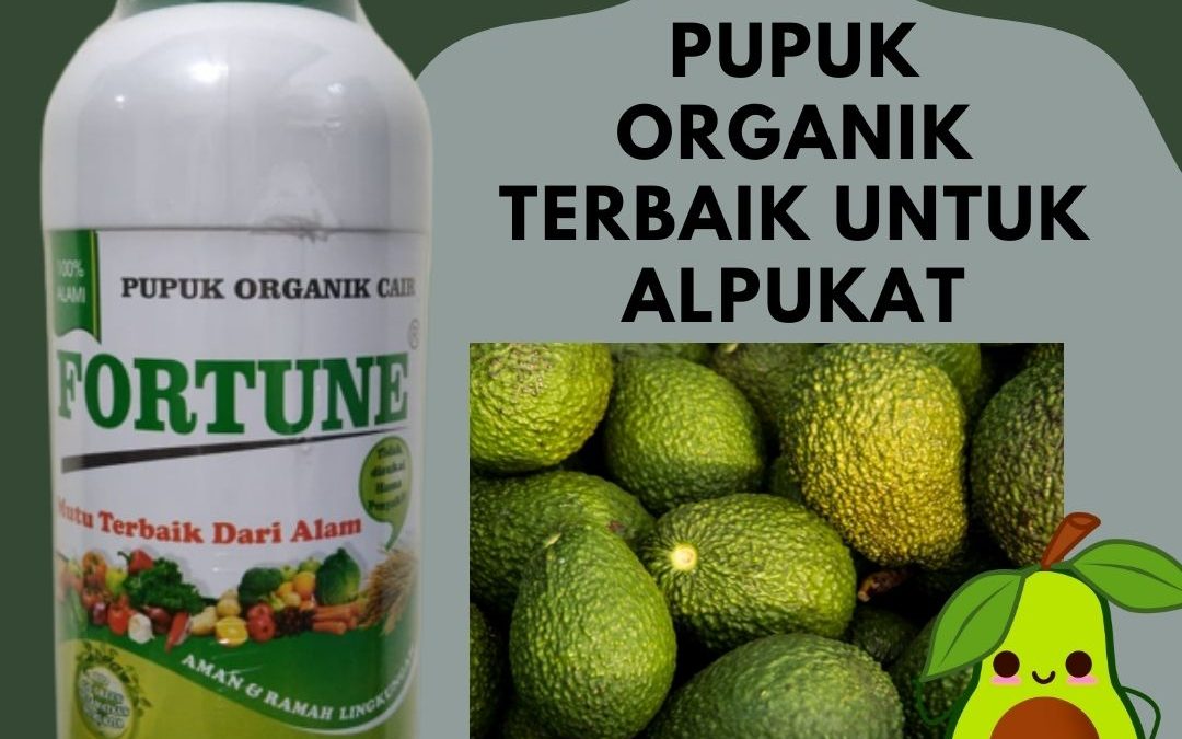 Promo, 0812-2882-4384, Agen Pupuk Alpukat Masa Vegetatif Brebes, Distributor Pupuk Alpukat Cepat Besar Cilacap, Harga Pupuk Alpukat Agar Tidak Rontok Semarang
