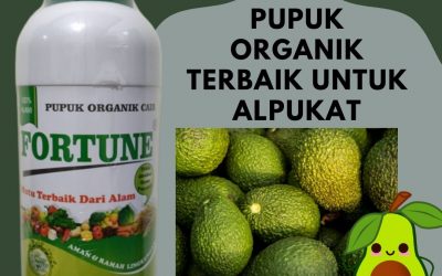 Promo, 0812-2882-4384, Agen Pupuk Alpukat Masa Vegetatif Brebes, Distributor Pupuk Alpukat Cepat Besar Cilacap, Harga Pupuk Alpukat Agar Tidak Rontok Semarang