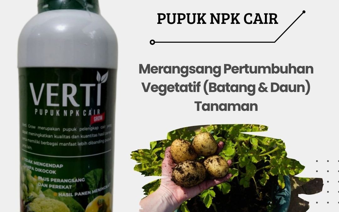 Promo, 0812-2882-4834, Agen Pupuk Kentang Musim Hujan Brebes, Distributor Pupuk Buah Kentang Cilacap, Harga Pupuk Pembesar Kentang Demak
