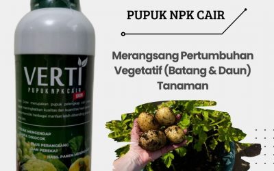 Promo, 0812-2882-4834, Agen Pupuk Kentang Musim Hujan Brebes, Distributor Pupuk Buah Kentang Cilacap, Harga Pupuk Pembesar Kentang Demak